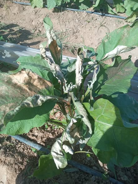 ارجو المساعده بسبب بقايا دواء الحشائش في الخرطوم مع العلم غسلت الخرطوم اكويس